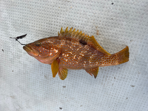 アコウの釣果