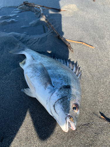 キビレの釣果