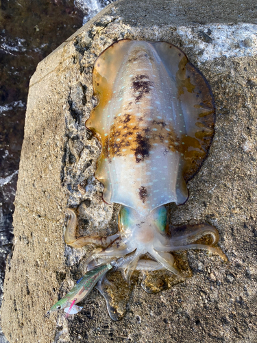 アオリイカの釣果