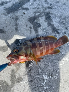 アカハタの釣果
