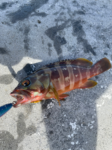 アカハタの釣果