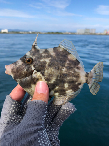 カワハギの釣果