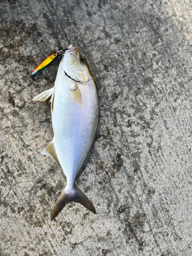 ショゴの釣果