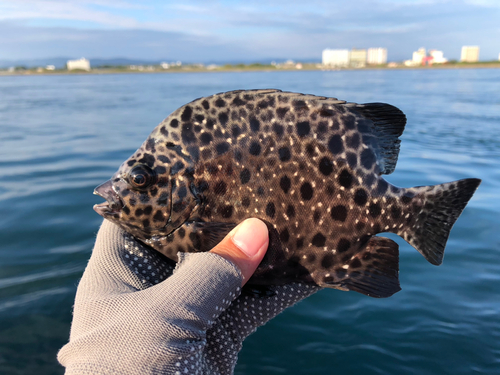 イシガキダイの釣果