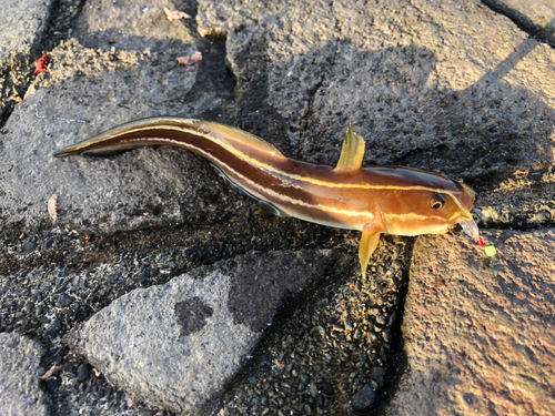 ゴンズイの釣果