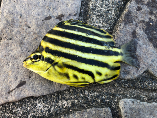 カゴカキダイの釣果