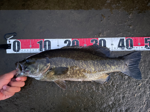 スモールマウスバスの釣果