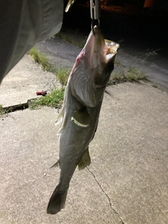 セイゴ（タイリクスズキ）の釣果