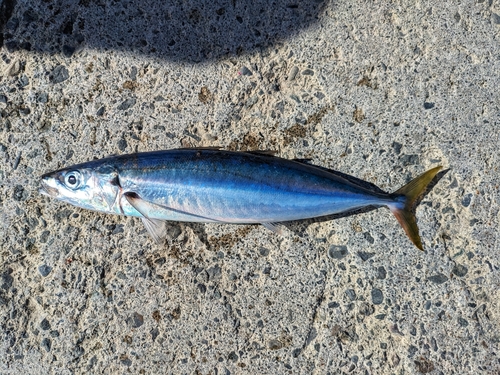 ムロアジの釣果