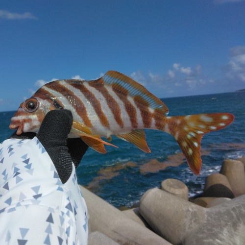 タカノハダイの釣果