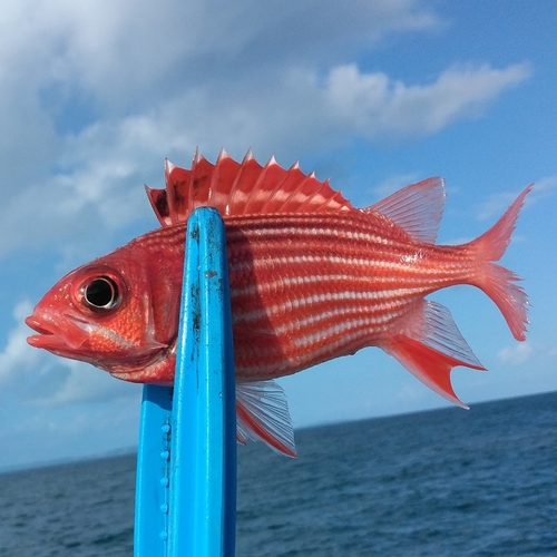 テリエビスの釣果