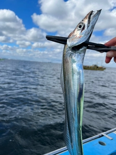 タチウオの釣果