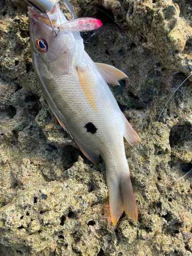 イッテンフエダイの釣果