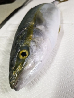 ツバスの釣果