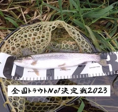 ニジマスの釣果