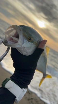 ワカシの釣果