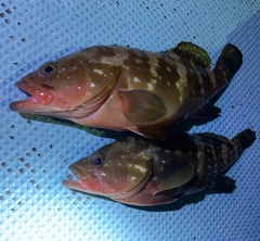 アコウの釣果