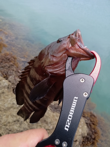 ヤミハタの釣果