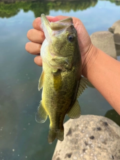 ラージマウスバスの釣果