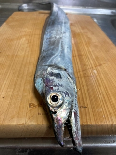 タチウオの釣果