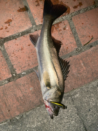 シーバスの釣果