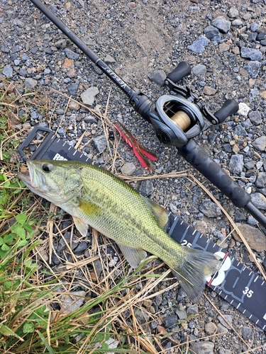 ブラックバスの釣果