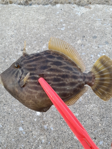 カワハギの釣果