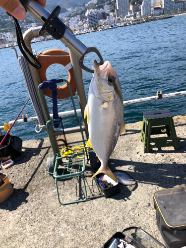 ショゴの釣果