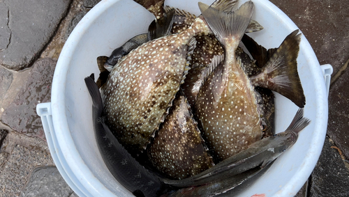 アイゴの釣果