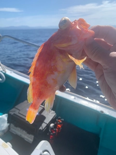 アヤメカサゴの釣果