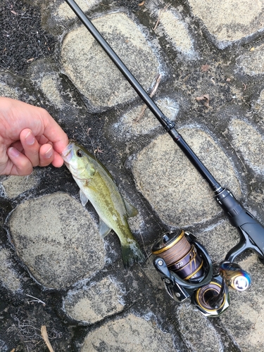 ラージマウスバスの釣果