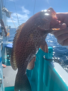 オオモンハタの釣果