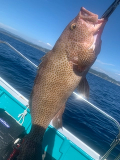 オオモンハタの釣果