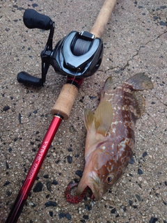 アコウの釣果