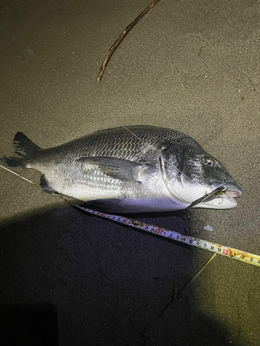 チヌの釣果