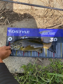 スモールマウスバスの釣果