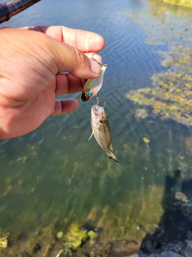 ブラックバスの釣果