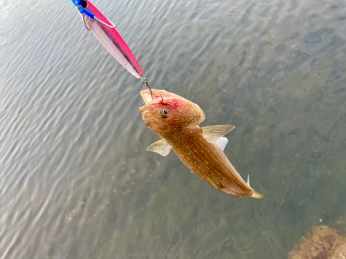 エソの釣果