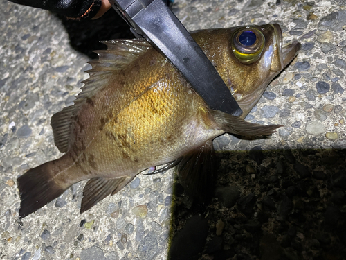 メバルの釣果