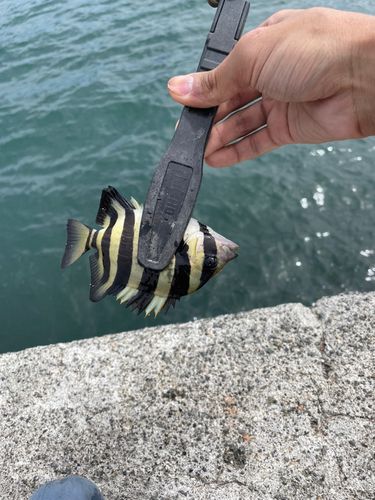 釣果