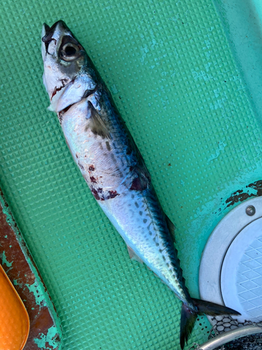 サバの釣果