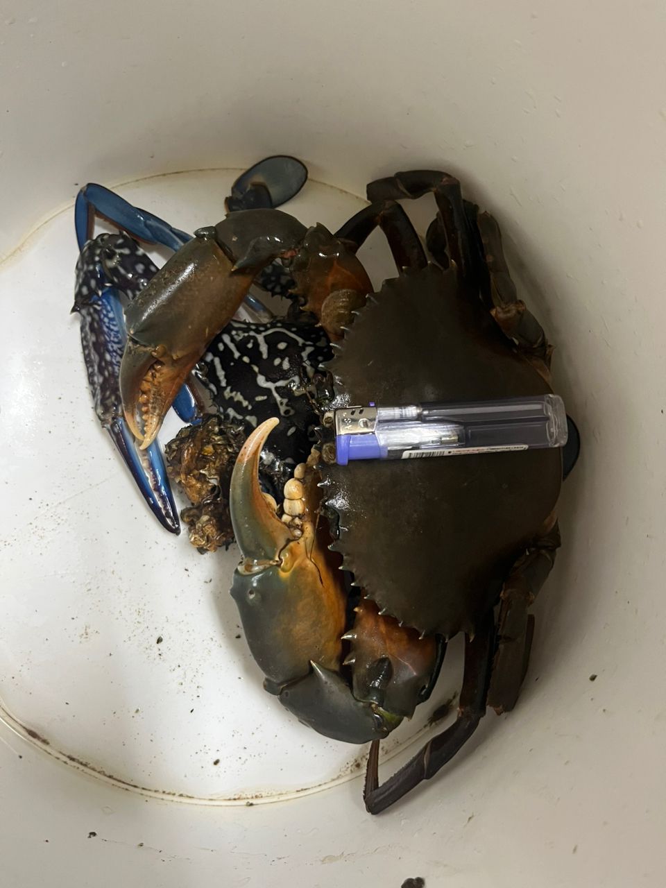 ノコギリガザミ