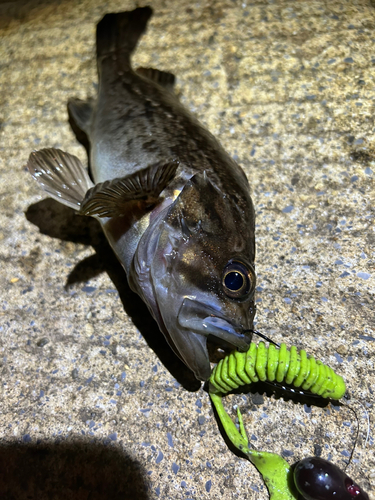 クロソイの釣果