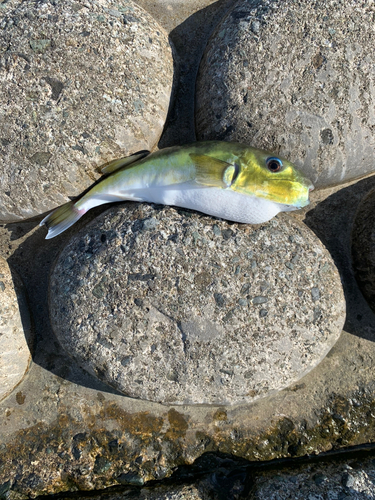 シロサバフグの釣果