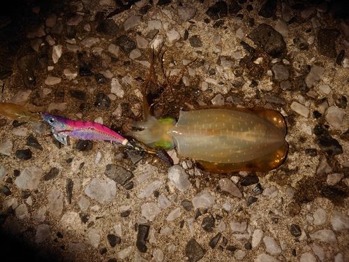 アオリイカの釣果