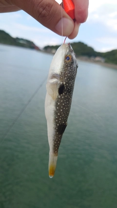 クサフグの釣果