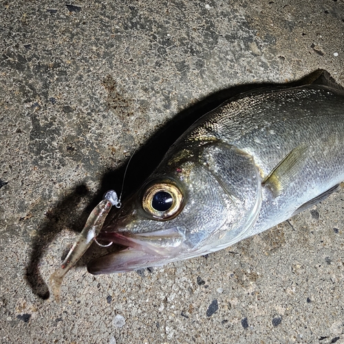 マルスズキの釣果