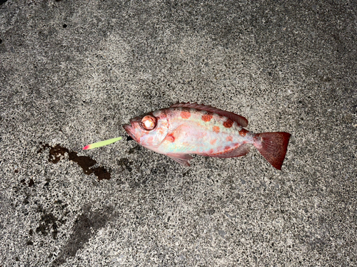 キントキダイの釣果