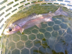 ニジマスの釣果