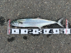 サゴシの釣果